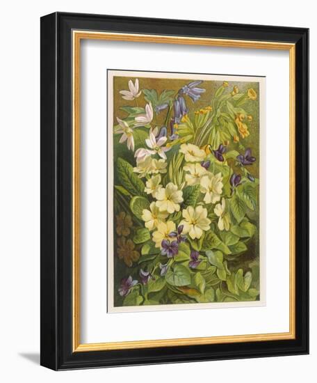 Flowers of March and April: Viola-null-Framed Art Print