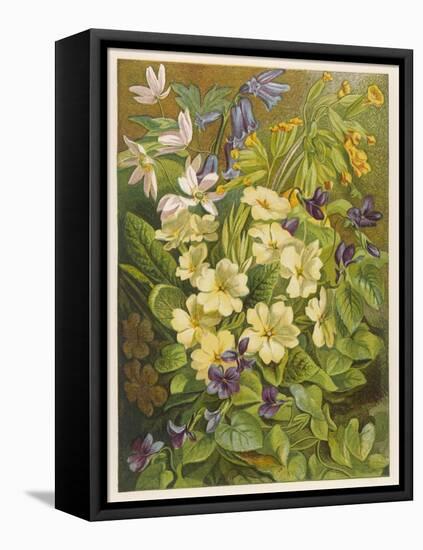 Flowers of March and April: Viola-null-Framed Stretched Canvas