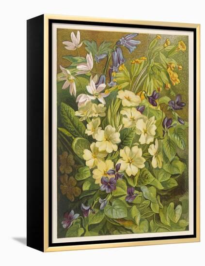 Flowers of March and April: Viola-null-Framed Stretched Canvas