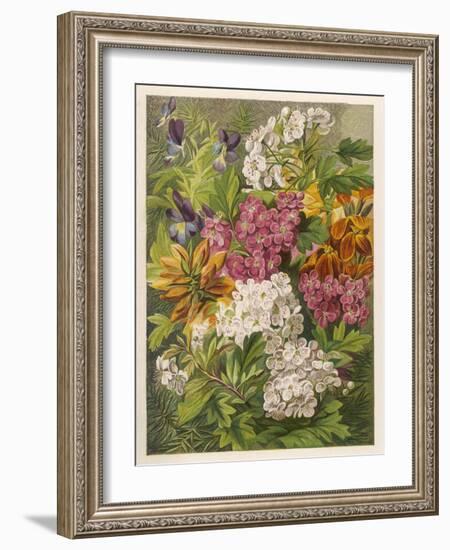 Flowers of May and June: Viola Tricolor-null-Framed Art Print