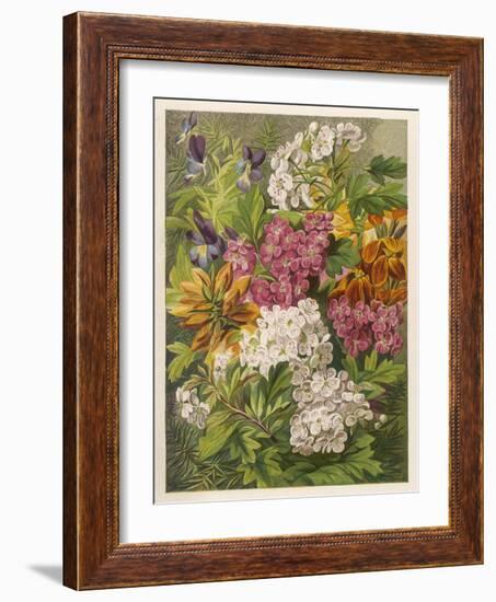 Flowers of May and June: Viola Tricolor-null-Framed Art Print