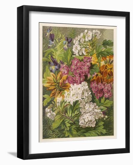 Flowers of May and June: Viola Tricolor-null-Framed Art Print