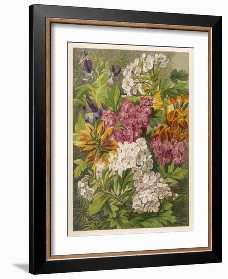 Flowers of May and June: Viola Tricolor-null-Framed Art Print