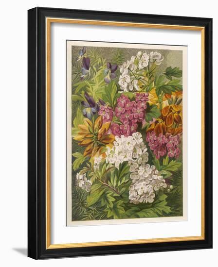 Flowers of May and June: Viola Tricolor-null-Framed Art Print