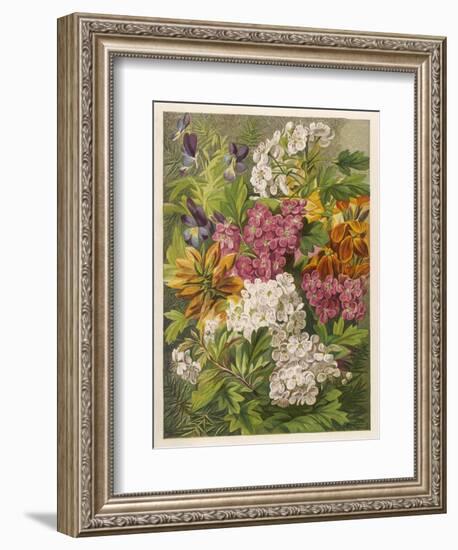 Flowers of May and June: Viola Tricolor-null-Framed Art Print