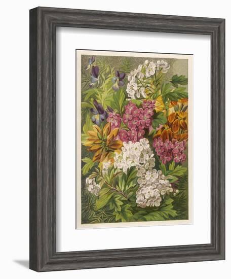 Flowers of May and June: Viola Tricolor-null-Framed Art Print