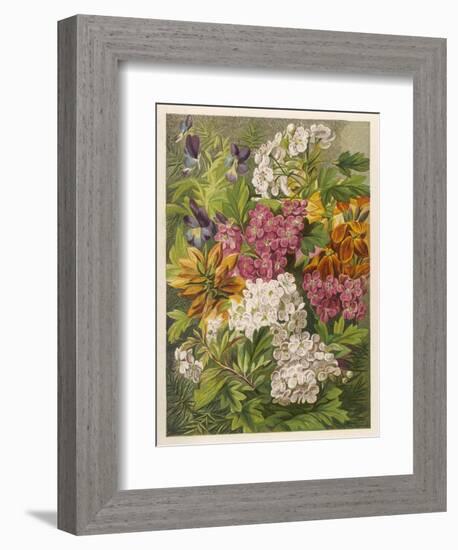 Flowers of May and June: Viola Tricolor-null-Framed Art Print