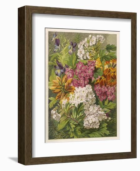 Flowers of May and June: Viola Tricolor-null-Framed Art Print