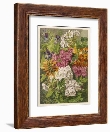 Flowers of May and June: Viola Tricolor-null-Framed Art Print