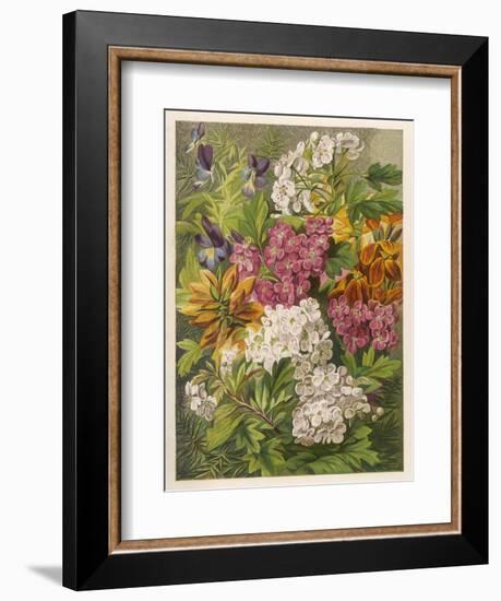 Flowers of May and June: Viola Tricolor-null-Framed Art Print