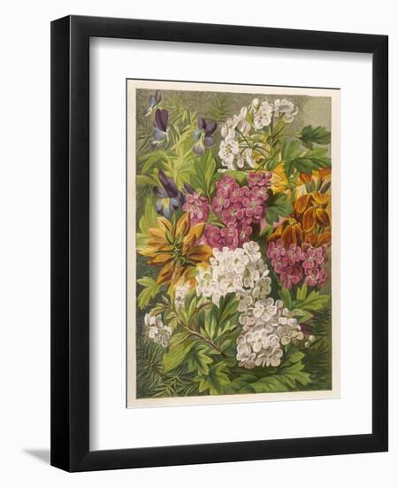 Flowers of May and June: Viola Tricolor-null-Framed Art Print