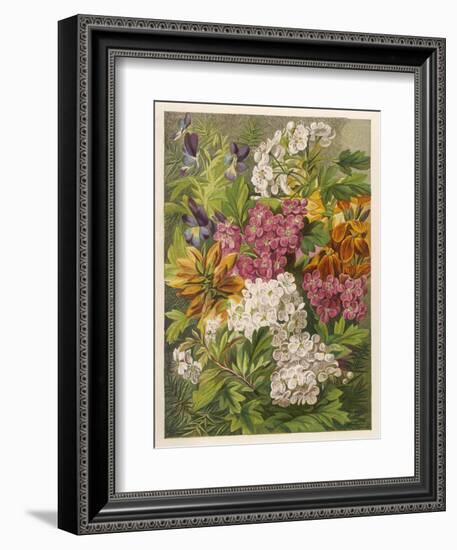 Flowers of May and June: Viola Tricolor-null-Framed Art Print