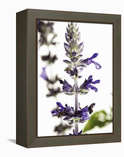 Flowers of Salvia Speciosa-Dieter Heinemann-Framed Premier Image Canvas