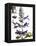 Flowers of Salvia Speciosa-Dieter Heinemann-Framed Premier Image Canvas