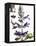 Flowers of Salvia Speciosa-Dieter Heinemann-Framed Premier Image Canvas