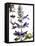 Flowers of Salvia Speciosa-Dieter Heinemann-Framed Premier Image Canvas