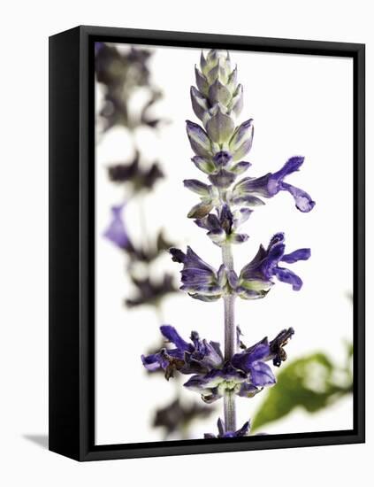 Flowers of Salvia Speciosa-Dieter Heinemann-Framed Premier Image Canvas