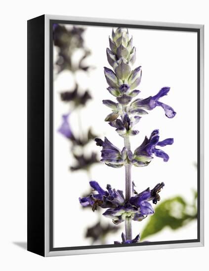 Flowers of Salvia Speciosa-Dieter Heinemann-Framed Premier Image Canvas