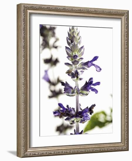 Flowers of Salvia Speciosa-Dieter Heinemann-Framed Photographic Print