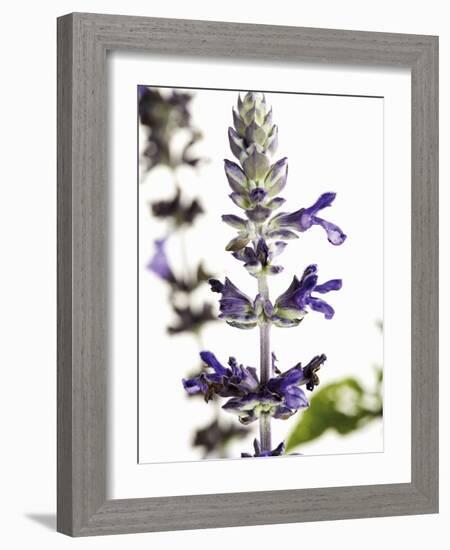 Flowers of Salvia Speciosa-Dieter Heinemann-Framed Photographic Print