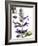 Flowers of Salvia Speciosa-Dieter Heinemann-Framed Photographic Print