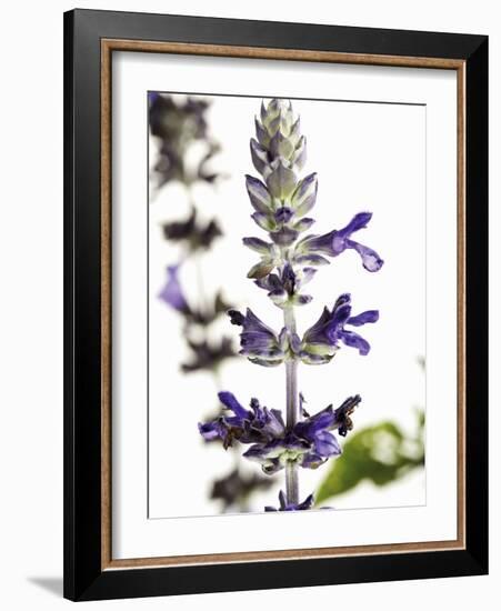Flowers of Salvia Speciosa-Dieter Heinemann-Framed Photographic Print