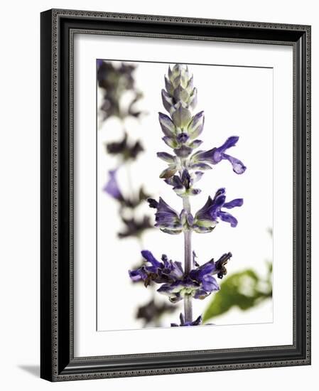 Flowers of Salvia Speciosa-Dieter Heinemann-Framed Photographic Print