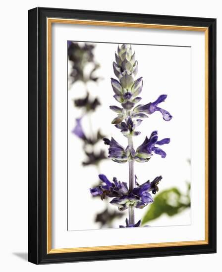 Flowers of Salvia Speciosa-Dieter Heinemann-Framed Photographic Print