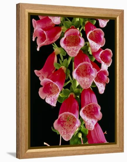 Flowers of the Foxglove, Digitalis-Michael Marten-Framed Premier Image Canvas