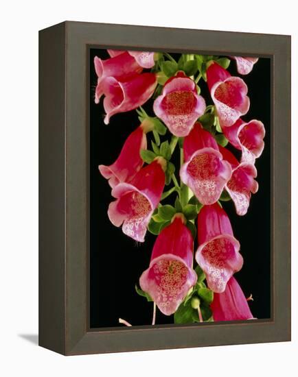 Flowers of the Foxglove, Digitalis-Michael Marten-Framed Premier Image Canvas