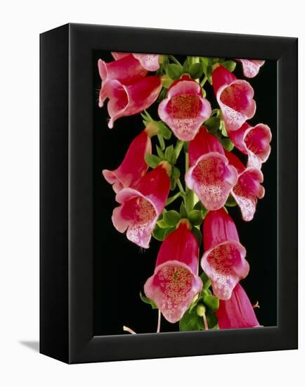 Flowers of the Foxglove, Digitalis-Michael Marten-Framed Premier Image Canvas