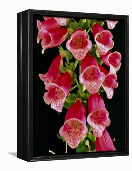 Flowers of the Foxglove, Digitalis-Michael Marten-Framed Premier Image Canvas