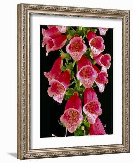 Flowers of the Foxglove, Digitalis-Michael Marten-Framed Photographic Print