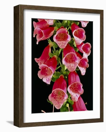 Flowers of the Foxglove, Digitalis-Michael Marten-Framed Photographic Print