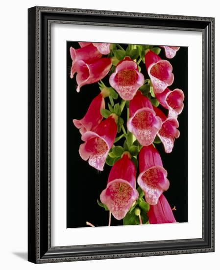 Flowers of the Foxglove, Digitalis-Michael Marten-Framed Photographic Print