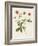 Flowers of the Seasons VIII-Unknown-Framed Art Print