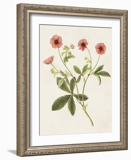 Flowers of the Seasons VIII-Unknown-Framed Art Print