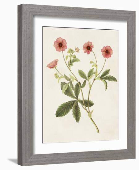 Flowers of the Seasons VIII-Unknown-Framed Art Print