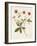 Flowers of the Seasons VIII-Unknown-Framed Art Print