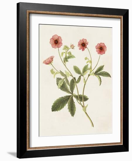 Flowers of the Seasons VIII-Unknown-Framed Art Print