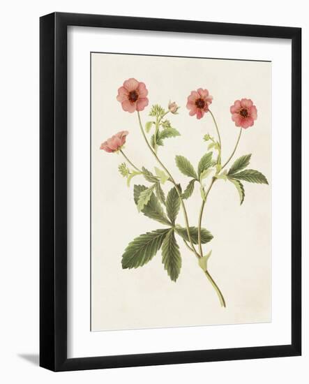 Flowers of the Seasons VIII-Unknown-Framed Art Print