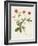 Flowers of the Seasons VIII-Unknown-Framed Art Print