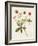 Flowers of the Seasons VIII-Unknown-Framed Art Print