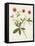 Flowers of the Seasons VIII-Unknown-Framed Stretched Canvas