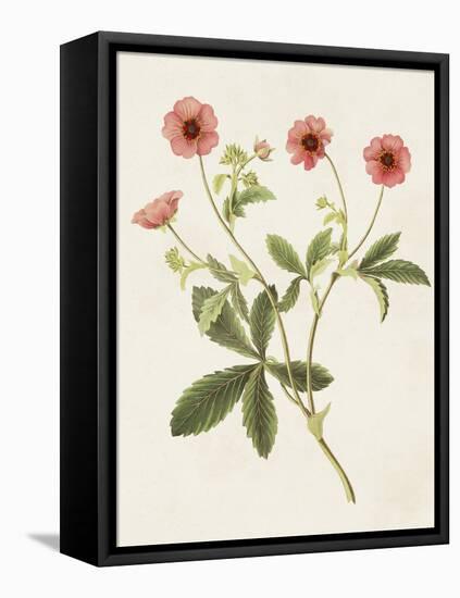 Flowers of the Seasons VIII-Unknown-Framed Stretched Canvas