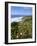 Flowers on Cliff Top, Monte Clerigo, Costa Vincente, Algarve, Portugal-Neale Clarke-Framed Photographic Print