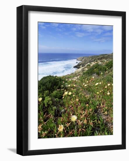 Flowers on Cliff Top, Monte Clerigo, Costa Vincente, Algarve, Portugal-Neale Clarke-Framed Photographic Print