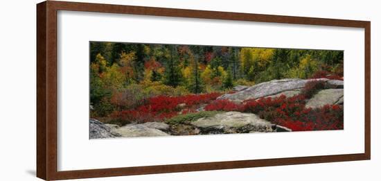 Flowers on Rocks, Acadia National Park, Maine, USA-null-Framed Photographic Print