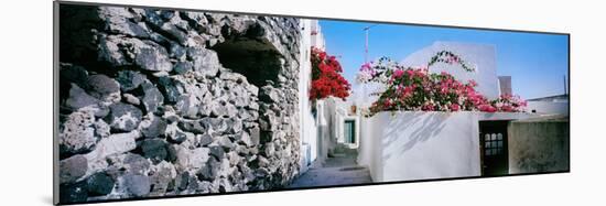 Flowers on Rooftop of a House, Santorini, Greece-null-Mounted Photographic Print