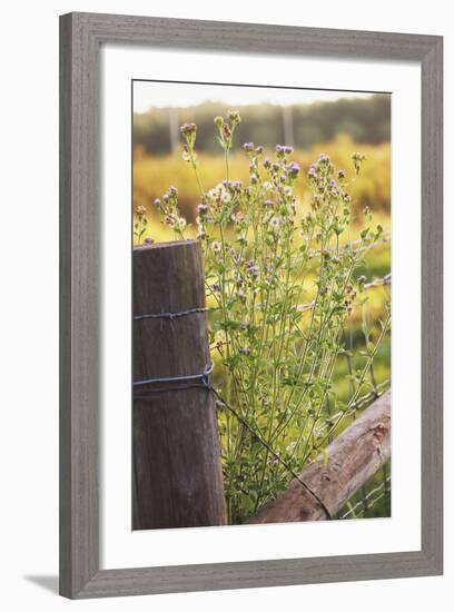 Flowers On The Fence I-Gail Peck-Framed Photo